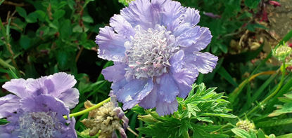 Picture of Scabiosa caucasica 'Blue Mountain'