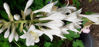 Picture of Hosta 'Sieboldiana Glauca'