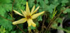 Picture of Coreopsis verticillata 'Moonbeam'