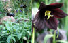 Picture of Fritillaria Camshatcensis