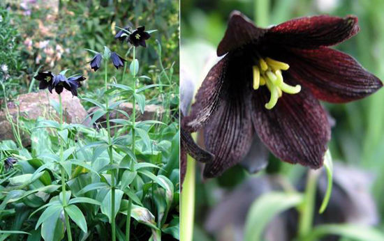 Picture of Fritillaria Camshatcensis