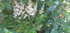 Picture of Astilbe 'William Buchanan'