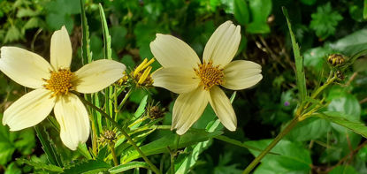 Picture of Bidens  - pale creamy lemon