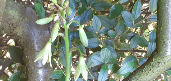 Picture of Galtonia viridiflora
