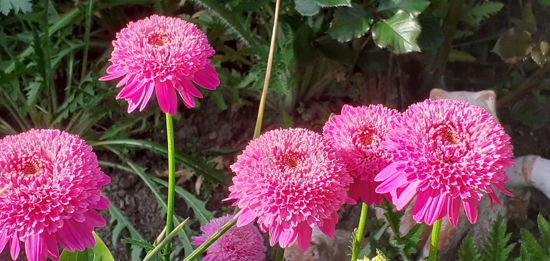 Picture of Pyrethrum 'Double Pink'