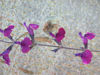 Picture of Salvia x jamensis 'Nachtvlinder'
