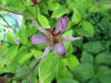 Picture of Tricyrtis formosana variegata