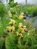 Picture of Salvia Bulleyana