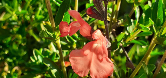 Picture of Salvia  x jamensis 'Salmon Queen' - great salmon colour