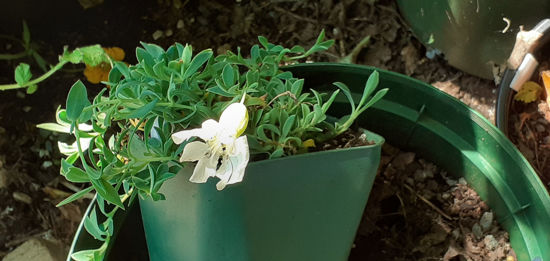 Picture of Silene uniflora White