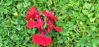 Picture of Salvia Bright Red