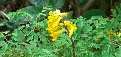 Picture of Corydalis lutea