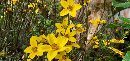 Picture of Bidens 'Gold Mound'