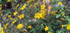 Picture of Bidens 'Gold Mound'