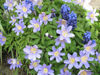 Picture of Anemone nemorosa mixed