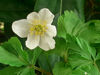 Picture of Anemone nemorosa mixed