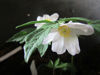 Picture of Anemone nemorosa mixed