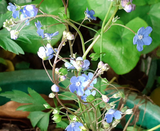 Picture of Omphalodes Kuzinskyana - 5 pieces