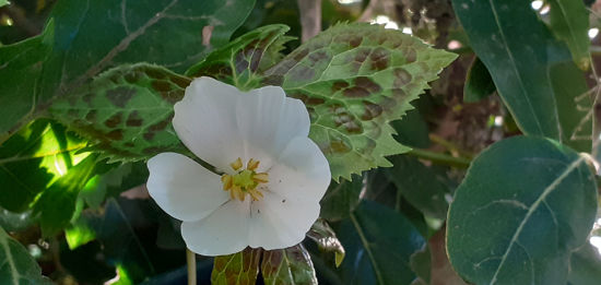 Picture of Podophyllum emodi (May Apple)