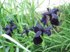 Picture of Iris Chrysographes 'Black Knight'