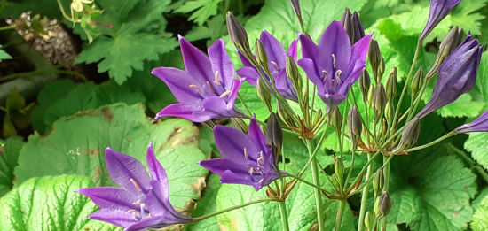 Picture of Brodiaea 'Queen Fabiola