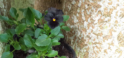 Picture of Viola 'All Black'