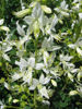 Picture of Dictamnus albus var. albiflorus