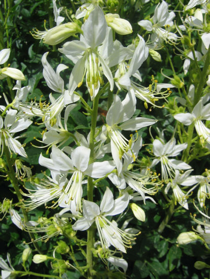 Picture of Dictamnus albus var. albiflorus