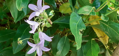 Picture of Campanula poscharskyana 'Blue Waterfall'