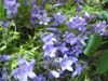 Picture of Campanula poscharskyana 'Blue Waterfall'