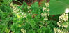 Picture of Heuchera maxima