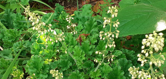 Picture of Heuchera maxima