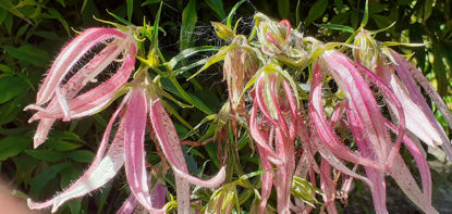 Picture of Campanula 'Pink Octopus'