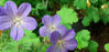 Picture of Geranium wallichianum 'Buxton's Variety'