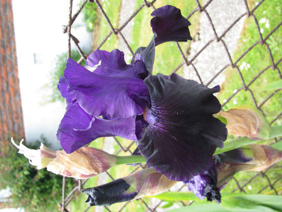 Picture of Iris tall Bearded Violet/Black & Purple