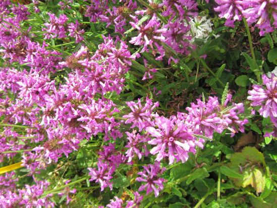 Picture of Stachys officinalis ssp. 'Nana' - 5 pieces