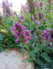 Picture of Stachys officinalis ssp. 'Nana' - 5 pieces
