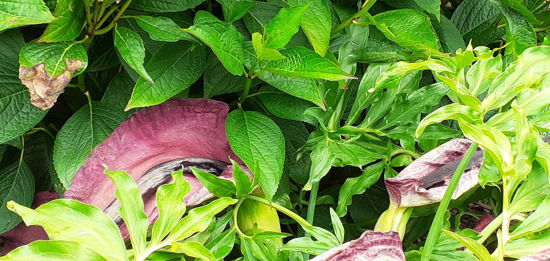 Picture of Dracunculus vulgaris