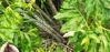 Picture of Dracunculus vulgaris