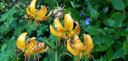 Picture of Lilium martagon Orangy-yellow-pink= 20 small sized bulbs