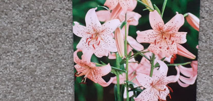 Picture of Lilium 'Pink Giant'
