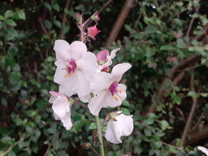 Picture of Verbascum chiaxii 'Album'