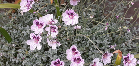 Picture of Erodium 'Natasha'