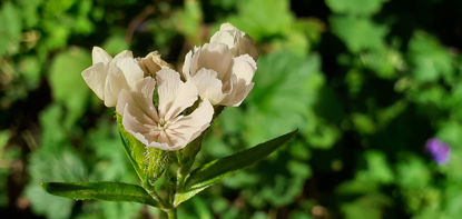 Picture of Lychnis chalcedonica alba