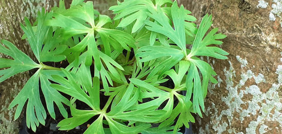 Picture of Aconitum 'Newry Blue'  (Monkshood)