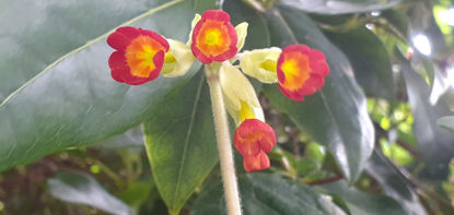 Picture of Primula veris Orangy/yellow