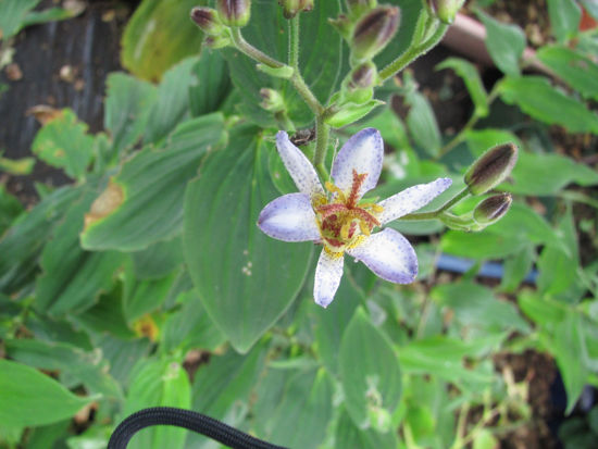 Picture of Tricyrtis tojen