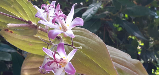 Picture of Tricyrtis hirta 'Tojen'