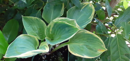 Picture of Hosta 'Crusader'