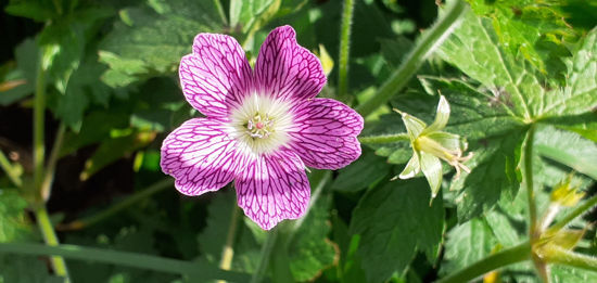 Picture of Geranium oxonianum 'Heirloom Raspberry'